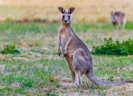 eastern grey kangaroo 