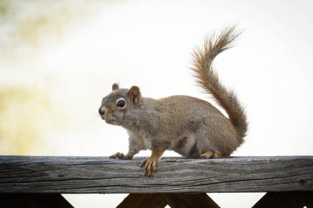 Eastern Grey Squirrel