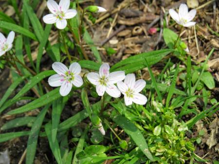 Eastern Spring Beauty