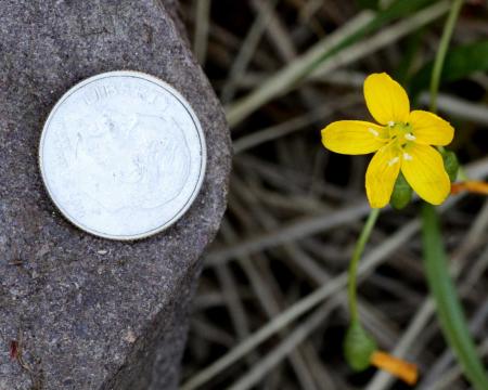 Eastern Spring Beauty