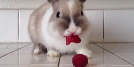 Eating raspberries