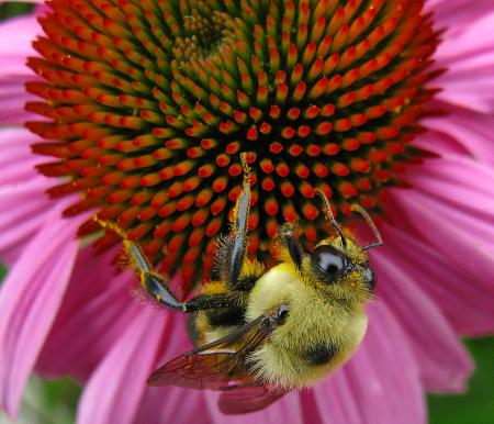 Echinacea Bee