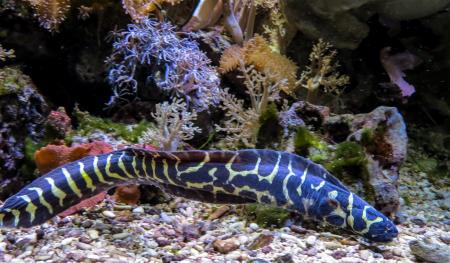 Eel in the Ocean