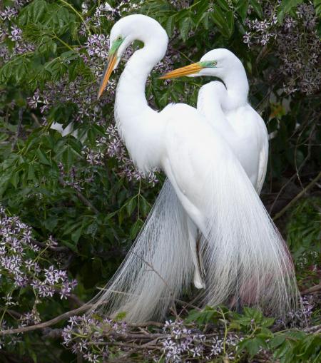 Great Egret