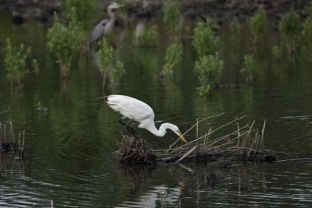 Egret in Bloom