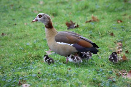 Egyptian Goose