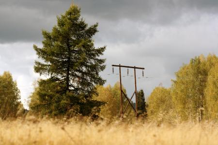electricity post in autumn forest