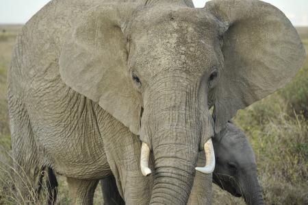 Elephant Closeup