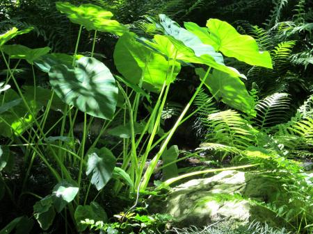 Elephant Ears