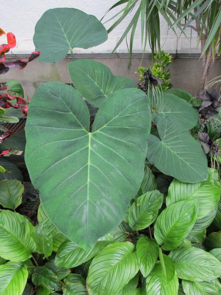 Elephant Ears