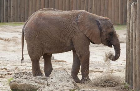 Elephant in the Zoo