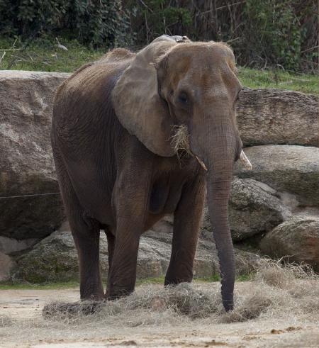 Elephant in the Zoo