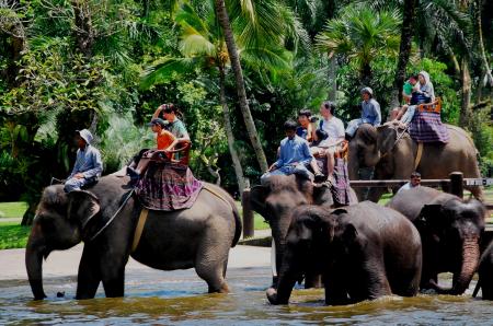 Elephant Ride