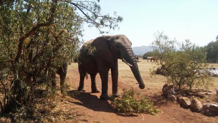 Elephant Walking