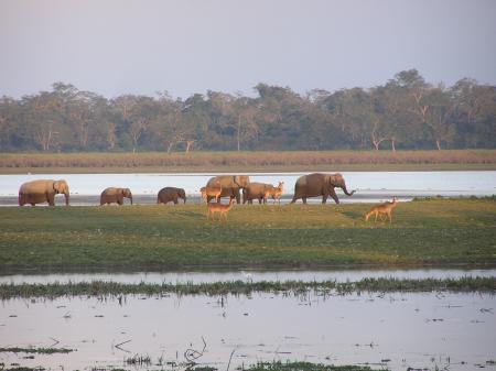 Elephants and Deer back in home at Dusk