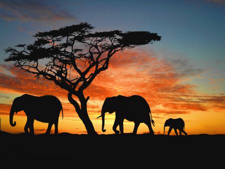 Elephants at Sunset