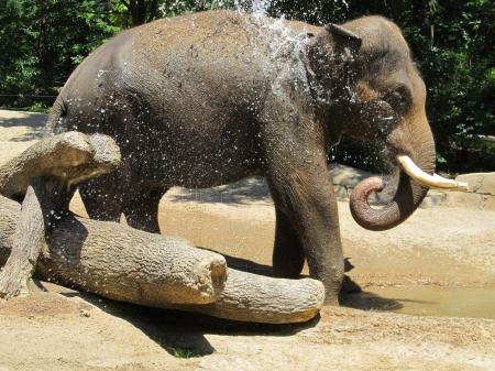 Elephants in the Jungle