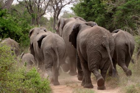 Elephants on the Run