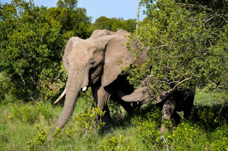 Elephants Walking in Forest