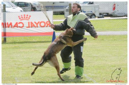 Elgos des Loups de Genain DUPLAN E - -3471