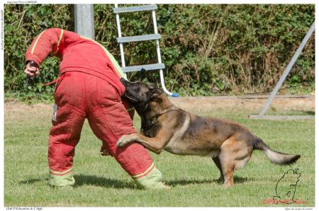 Elgos des Loups de Genain DUPLAN E - -3566