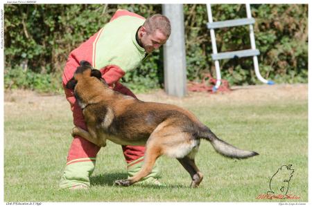 Elgos des Loups de Genain DUPLAN E - -3567