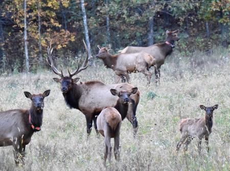 Elk Herd