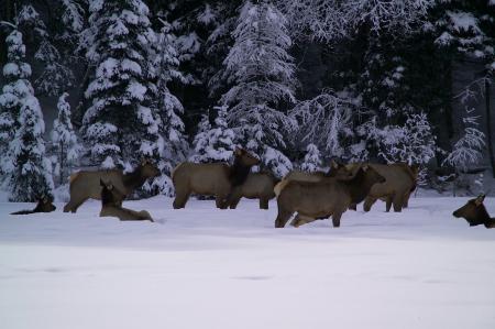 Elk Herd