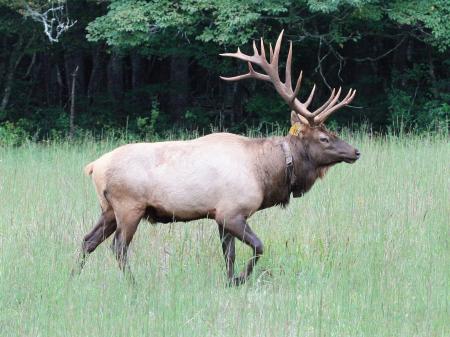 Elk in the Jungle