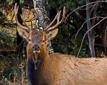 Elk in the Jungle