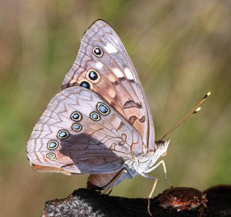 EMPEROR, HACKBERRY (Asterocampa celtis) (9-26-12)(78 circulo montana, patagonia lake ranch estates, scc, az -01