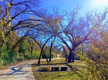 Empty Bench Near Tall Trees