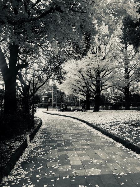 Empty Garden Pathway