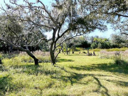 Empty Green Tall Trees