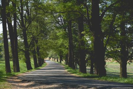 Empty Pathway Surrounded by Trees and Grass