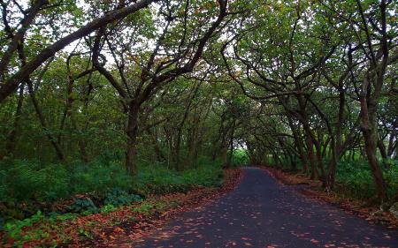 Empty Road Between Green Trees