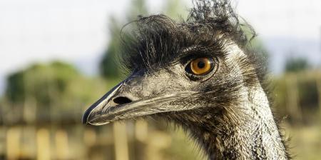 Emu