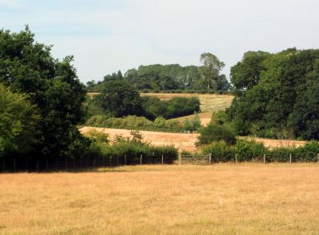 English fields and trees - Suffolk