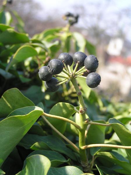English ivy berries
