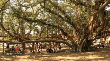 Enormous Banyan Tree