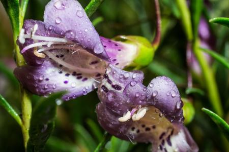 Eremophila Maculata