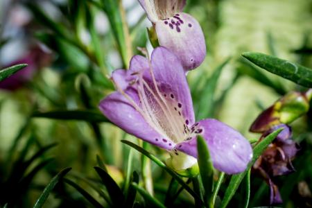 Eremophila Maculata