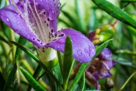 Eremophila Maculata