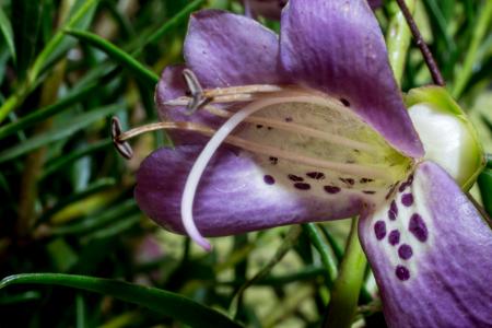 Eremophila Maculata