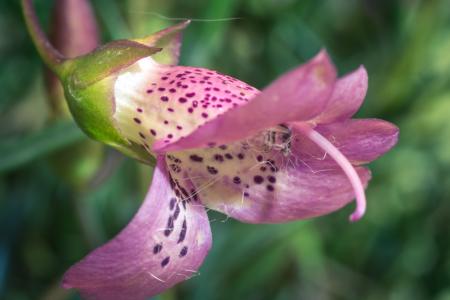 Eremophila Maculata