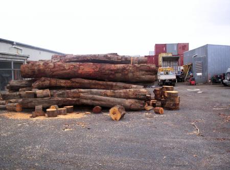 Eucalyptus Logs