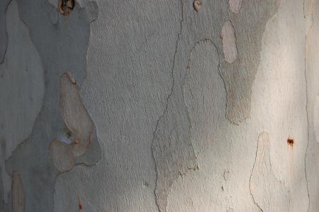 Eucalyptus perriniana bark
