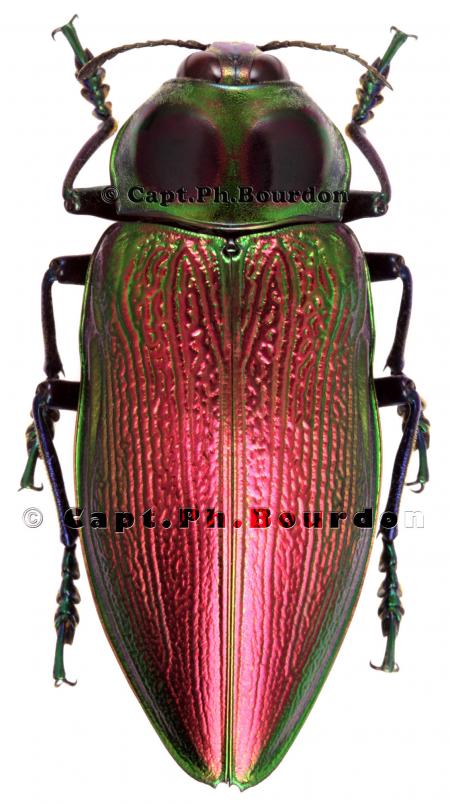 Euchroma Gigantea Beetle