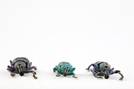Eupholus Beetle Trio