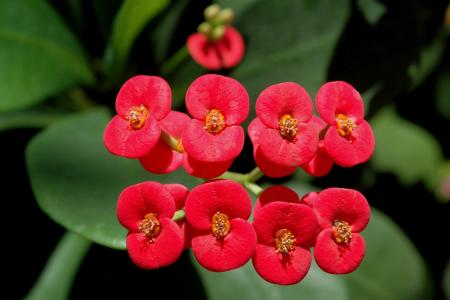 Euphorbia Flowers